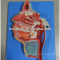 ISO Advanced Anatomy Modell des Mundes, Nase, Pharynx und Larynx mit Gefäßen und Nerven